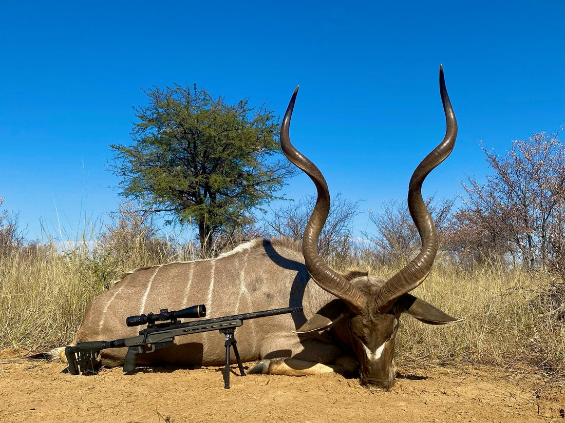 downed greater Kudu taken with a modern hunting rifle